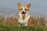 CORGI PEMBROKE 983